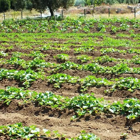 Helen Troya Geyikli Κανακάλε