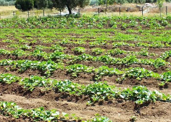 Helen Troya Geyikli Canakkale